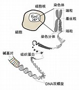 Nature&#160;子刊：史上规模最大全基因组测序发现了啥？