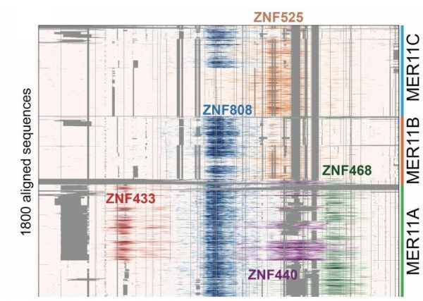 Nature：重磅！科学家发现能够“驯化”人类基因组的特殊蛋白