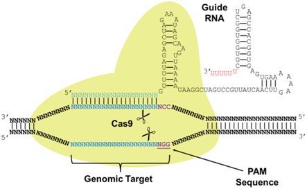 PNAS：首次利用CRISPR-Cas9对古生菌进行基因组编辑