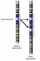 科学家谈基因设计里程碑：合成酵母染色体是开始