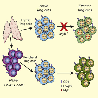 Immunity：新研究发现癌基因Myb也可调节免疫系统功能