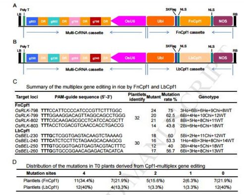 上海生科院利用&#160;CRISPR/Cpf1&#160;系统简单高效实现水稻多基因定点编辑