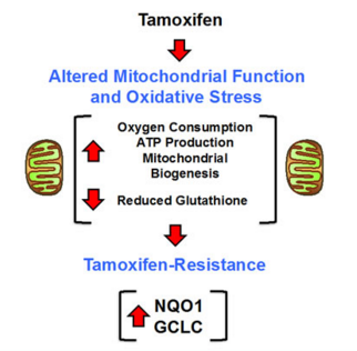 Oncotarget&#160;&#160;研究人员发现促进乳腺癌耐药的新基因