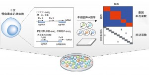 基因筛查进入单细胞时代