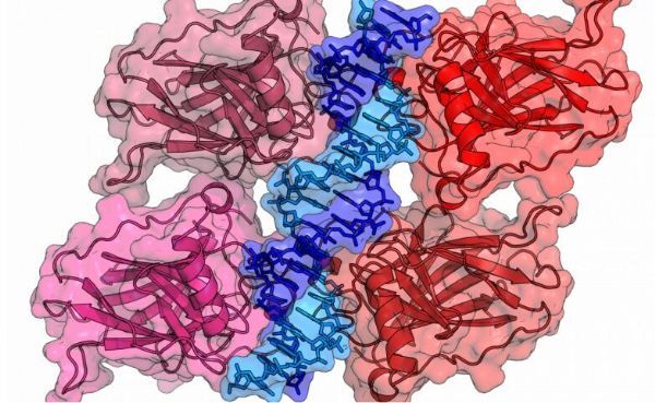 Cancer&nbsp;Discov：突破！科学家发现调节抑癌基因p53的新型通路