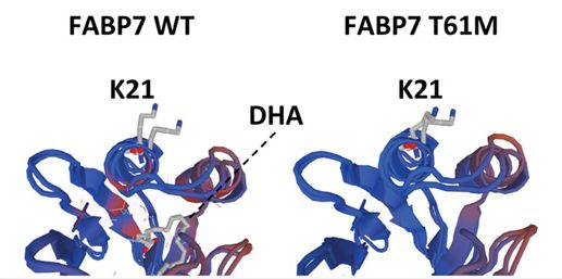 Science子刊：基因FABP7是人类正常睡眠所必需的