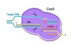 基因编辑那么热，可是你都会用了吗？