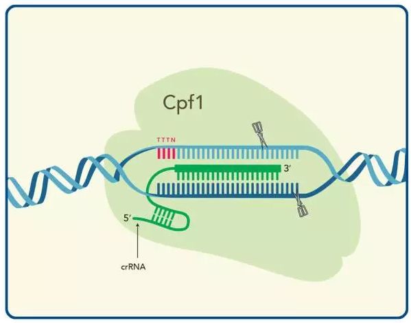 突破！使用&#160;Cpf1&#160;基因编辑纠正&#160;DMD&#160;基因突变