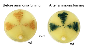 Nat&#160;Chem&#160;Biol：利用CRISPR-Cas9激活细菌中沉默的基因簇，有望发现新的药物