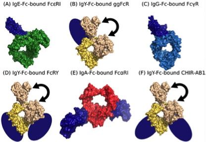 Biological&#160;Reviews:探明IgY基因组成和生物学功能