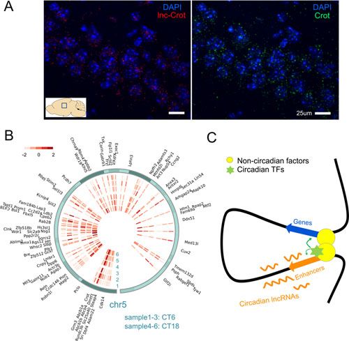 Nucleic&nbsp;Acids&nbsp;Research:研究揭示长非编码RNA对节律基因的调控机制