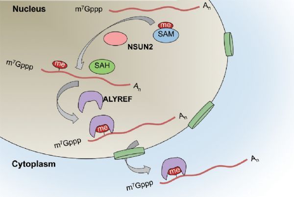 Cell&nbsp;Research:北京基因组所等发现RNA甲基化调控基因出核新机制