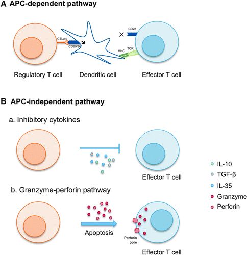 Human&#160;Gene&#160;Therapy&#160;T细胞激活及衰竭在AAV基因治疗中的角色？