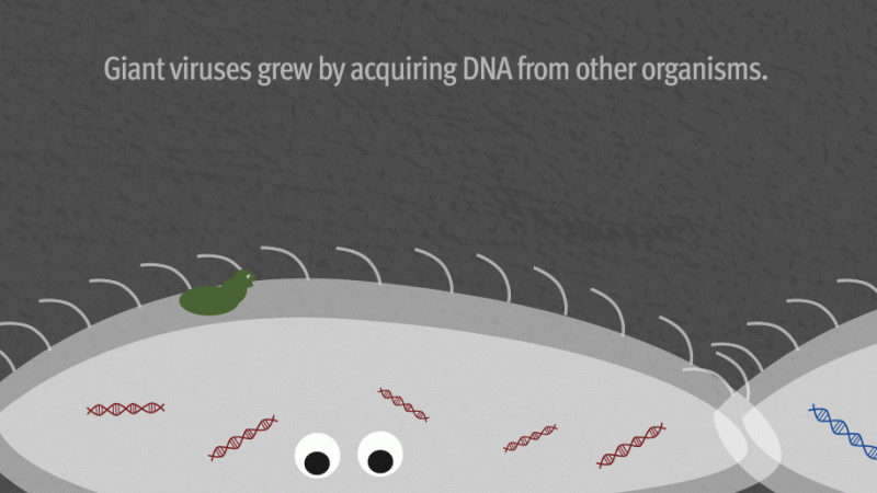 Science：发现一类新的巨病毒携带着有史以来最多的蛋白翻译相关基因