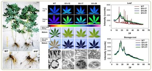 上海生科院发现调控淀粉代谢并影响储藏根产量的关键基因