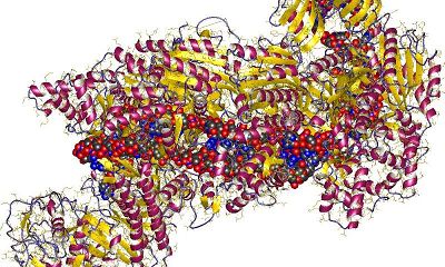 Nature：“基因剪刀”—CRISPR-Cas9变“钝“为自体免疫病研究提供新启示