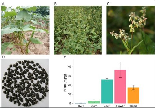 苦荞基因组测序揭示芦丁的生物合成及耐逆机制