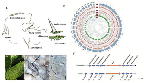 科学家解析大豆灰斑病菌基因组信息