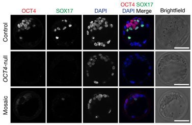 Nature：利用CRISPR/Cas9揭示OCT4基因在人胚胎早期发育中发挥着关键作用