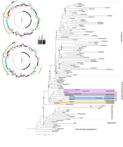 真双子叶植物基部类群叶绿体基因组研究获进展
