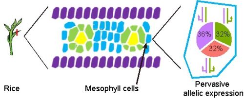 Science&#160;Bulletin：揭示植物中存在单等位基因表达