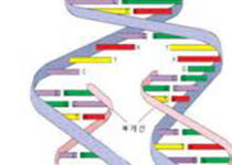 中科院科学家培育出基因编辑瘦肉猪