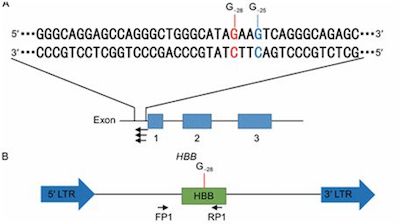 CRISPR-Cas9基因编辑技术10月份研究进展一览