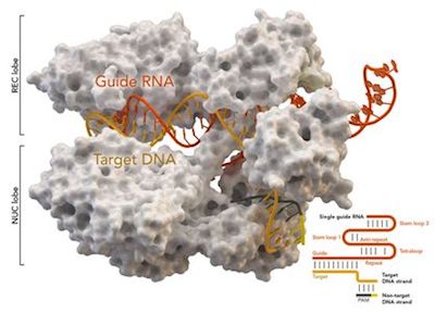 CRISPR-Cas9基因编辑技术10月份研究进展一览