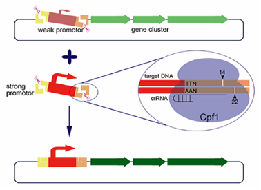 梳理基因编辑系统CRISPR-Cpf1最新研究进展