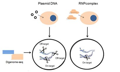 梳理基因编辑系统CRISPR-Cpf1最新研究进展