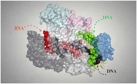 梳理基因编辑系统CRISPR-Cpf1最新研究进展