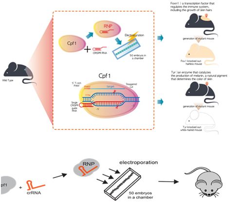 梳理基因编辑系统CRISPR-Cpf1最新研究进展