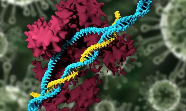 Nat&nbsp;Biotechnol：重磅！科学家开发出能携带CRISPR系统的新型纳米颗粒&nbsp;可实现对细胞基因组的精准编辑