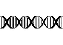 《自然》杂志盘点生物学中被研究最多的基因