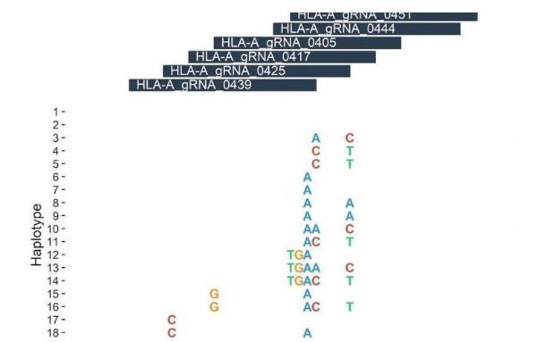 PNAS：不同患者的机体基因组或会影响基因编辑疗法的有效性和安全性