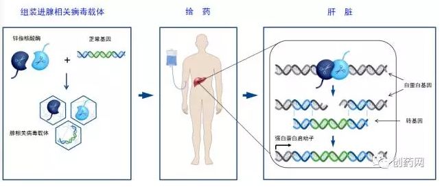 体内基因编辑药物SB-913