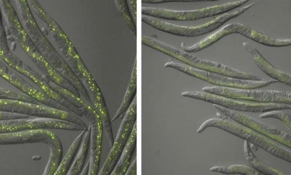 Science：啧啧称奇！为了自交，一种线虫丢失7000个基因