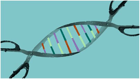 Nature：号外！人免疫系统可能会破坏一些CRISPR基因疗法