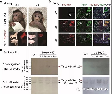 《细胞研究》：中科院神经所在世界上首次获得基因敲入的食蟹猴