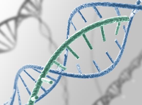 单一基因到底有多重要？不仅和糖尿病有关，突变体还会诱发癌症！