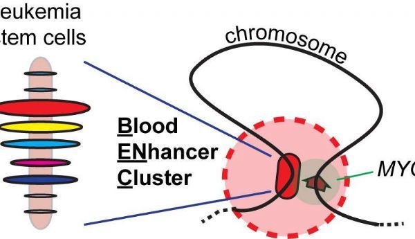 Nature：模块化基因增强子导致白血病并调控化疗疗效！