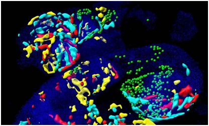 Science：从干细胞到功能性心脏，揭示&#160;Mesp1&#160;基因发挥的关键作用