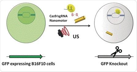 Angewandte&#160;Chemie&#160;突破！会动的纳米马达让CRISPR-Cas-9钻进癌细胞心窝进行基因编辑！