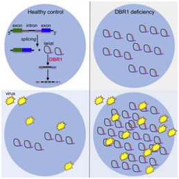 Cell：DBR1基因突变导致一些人更容易遭受病毒性大脑感染
