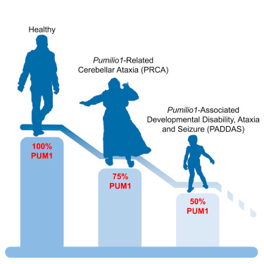 Cell：Pumilio1基因表达水平竟影响神经疾病的严重程度