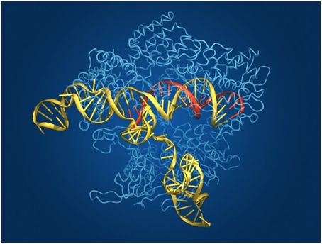 Nature：强大的xCas9让CRISPR基因编辑更加万能