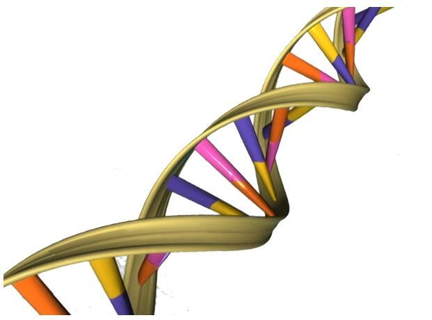 Mol&#160;Psych：全球性研究发现与机体智力相关的538个关键基因