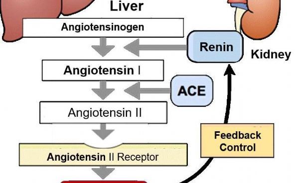 Molecular&#160;and&#160;Cellular&#160;Biology：发现了调控高血压的基因！