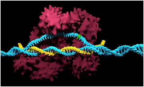 PNAS：利用CRISPR/Cas9开发出一种精准的基因组突变预防系统