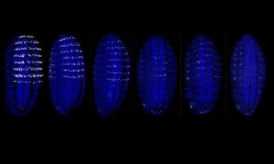 PNAS:&#160;解码基因组的新方法